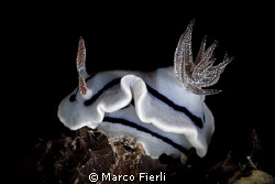 willan's chromodoris by Marco Fierli 